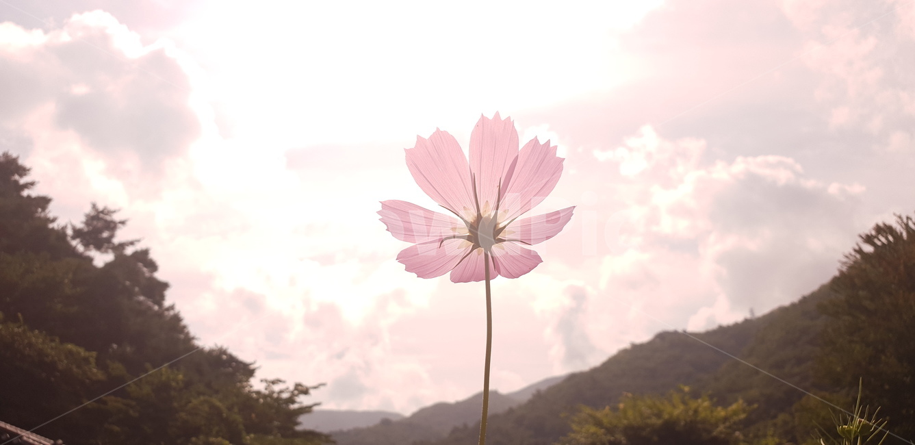 plant,식물,flower,꽃,blossom,코스모스,가을,가을하늘,식물,자연,plants,nature,꽃,flower