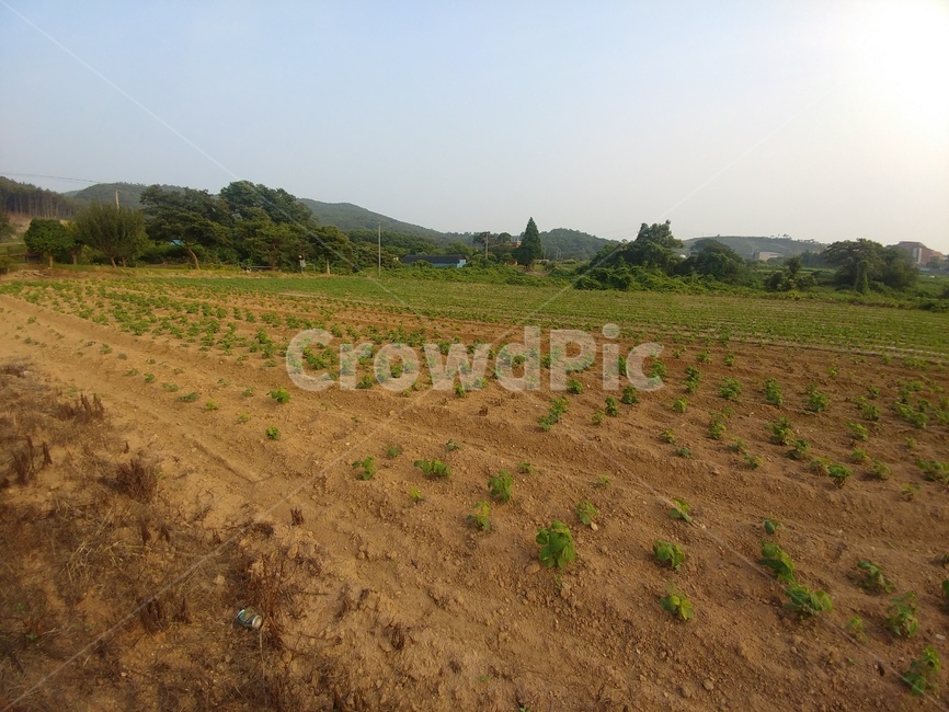 밭,농사,자연,시골,농촌,농장,rural,옥외,farm,농업,농사,agriculture,farming,farming industry