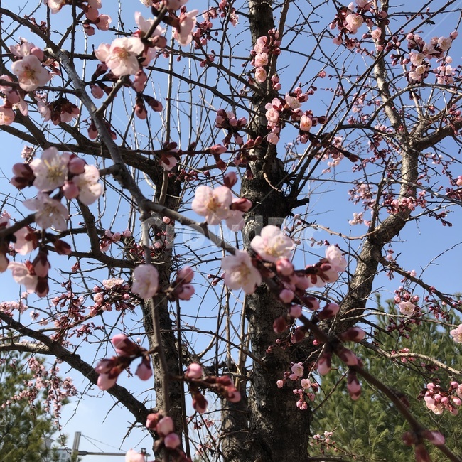 벚꽃,봄,나무,식물,cherryblossom,spring,nature,tree