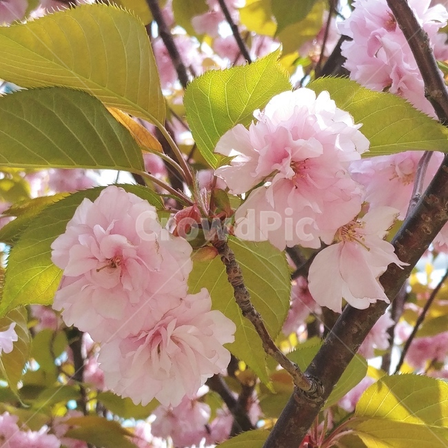 plant,식물,왕벚꽃나무,벚꽃,blossom,꽃,연분홍,식물,자연,plants,nature,꽃,flower
