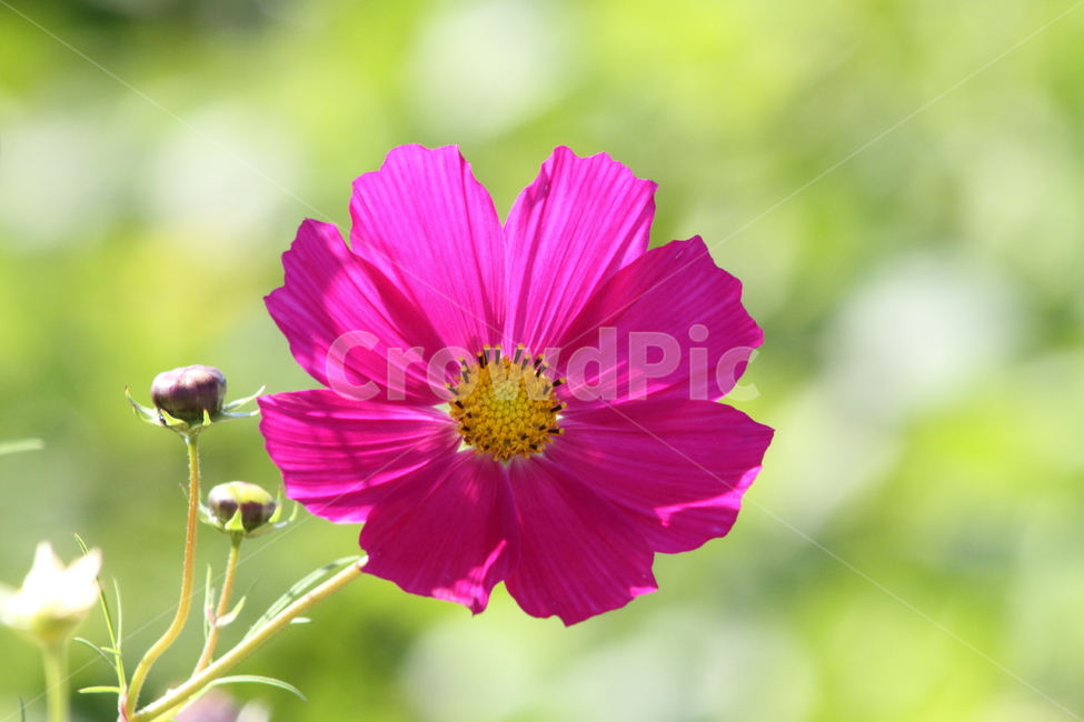 코스모스,꽃,식물,가을꽃,cosmos,가을,계절,fall,autumn,season,식물,자연,plants,nature,꽃,flower,plant