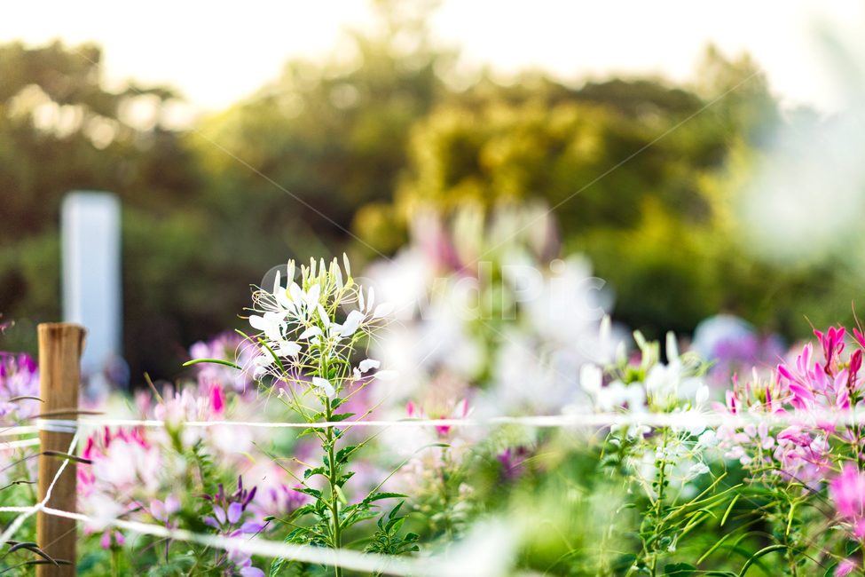 자연,풍경,꽃,식물,감성,식물,자연,plants,nature,꽃,flower,감성,sensible,feeling