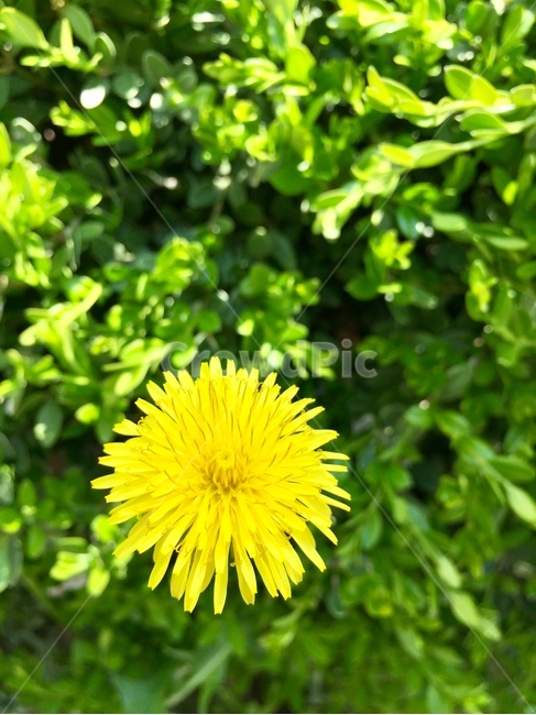 꽃,민들레,봄꽃,자연,야생화,식물,노란색,flower,nature,식물,자연,plants,nature,꽃,flower