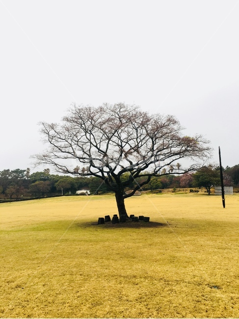 자연,나무,공원,잔디,tree,노랑색,color,park,nature,자연,풍경,nature,landscape,식물,plants,나무,trees,wood,field,들,outdoors,옥외