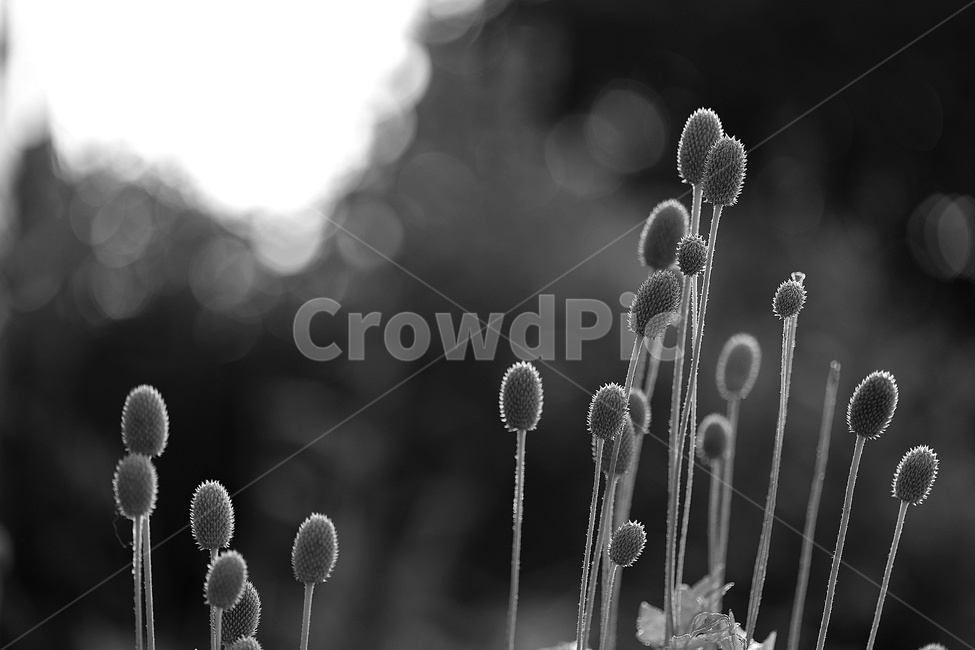자연,귀마개,꽃봉우리,흑백,느낌,식물,자연,plants,nature,흑백,모노톤,monochrome,black and white