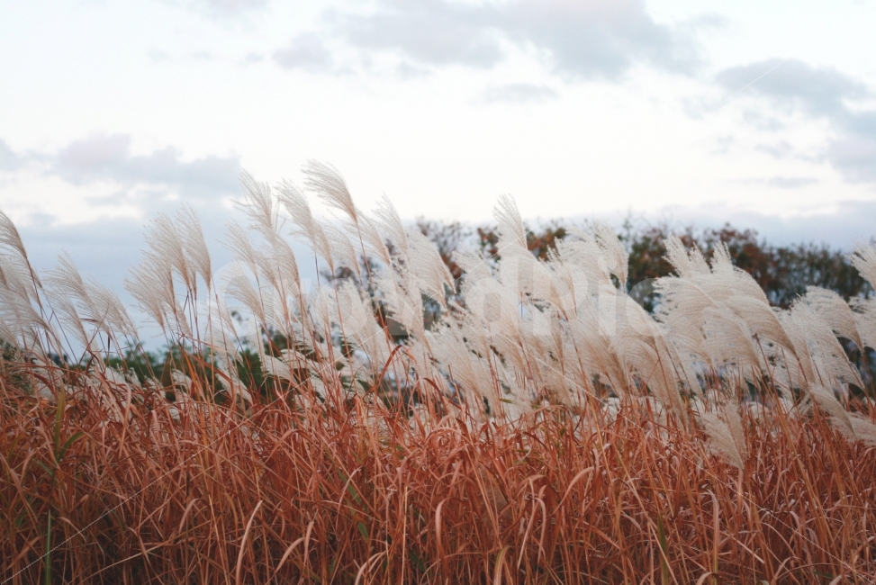 가을,하늘,갈대,노을,바람,풍경,식물,가을,계절,fall,autumn,season,자연,풍경,nature,landscape,식물,plants,감성,sensible,feeling,plant,grass,잔디,lawn,reed