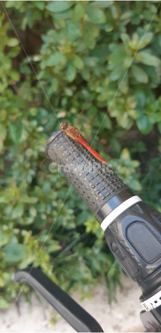 잠자리,dragonfly,감성,자연,beauty