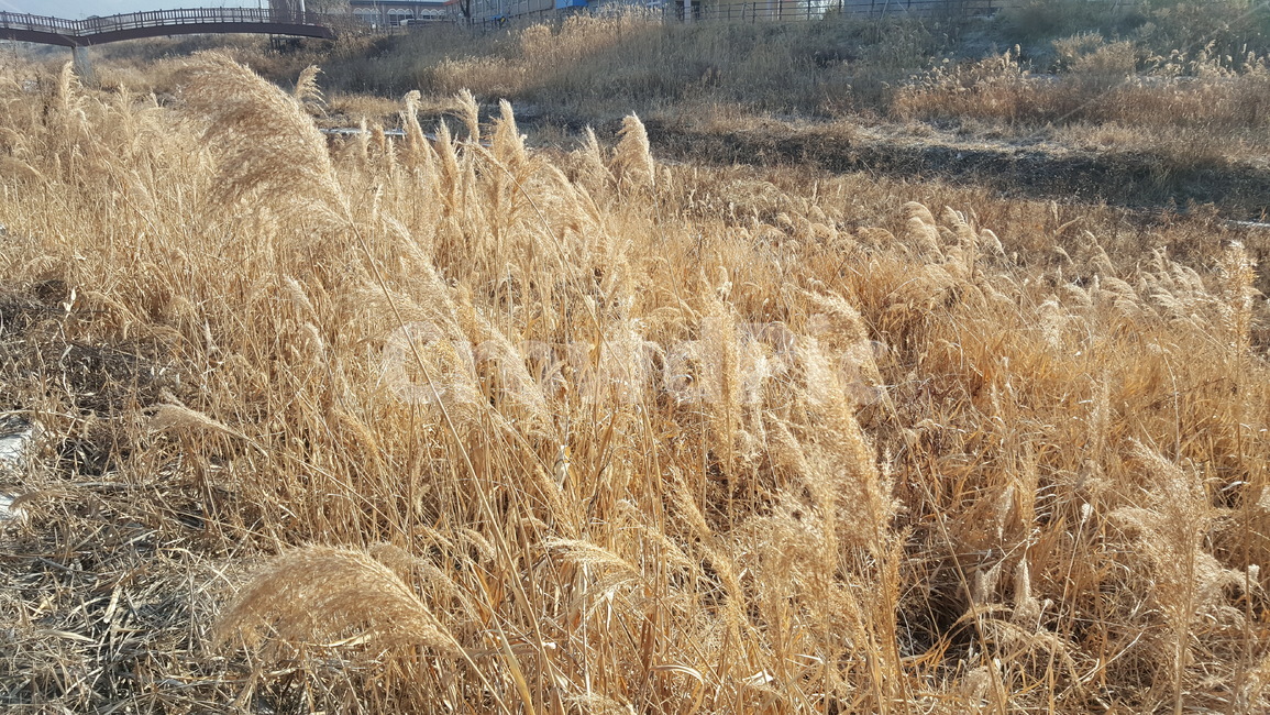 겨울,산책로,겨울풍경,야외,겨울산책로,공원,풍경,자연,풍경,nature,landscape,plant,식물