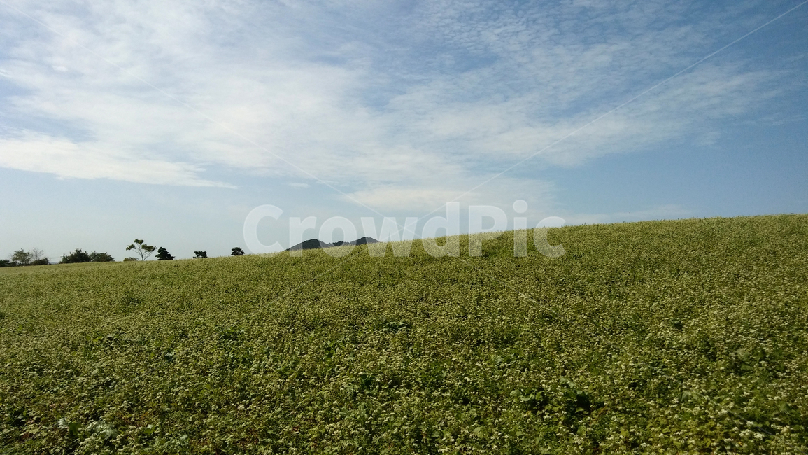 메밀,메밀밭,도깨비,도깨비촬영지,들판,풍경,자연,풍경,nature,landscape,field,들,outdoors,옥외,grassland,목초지