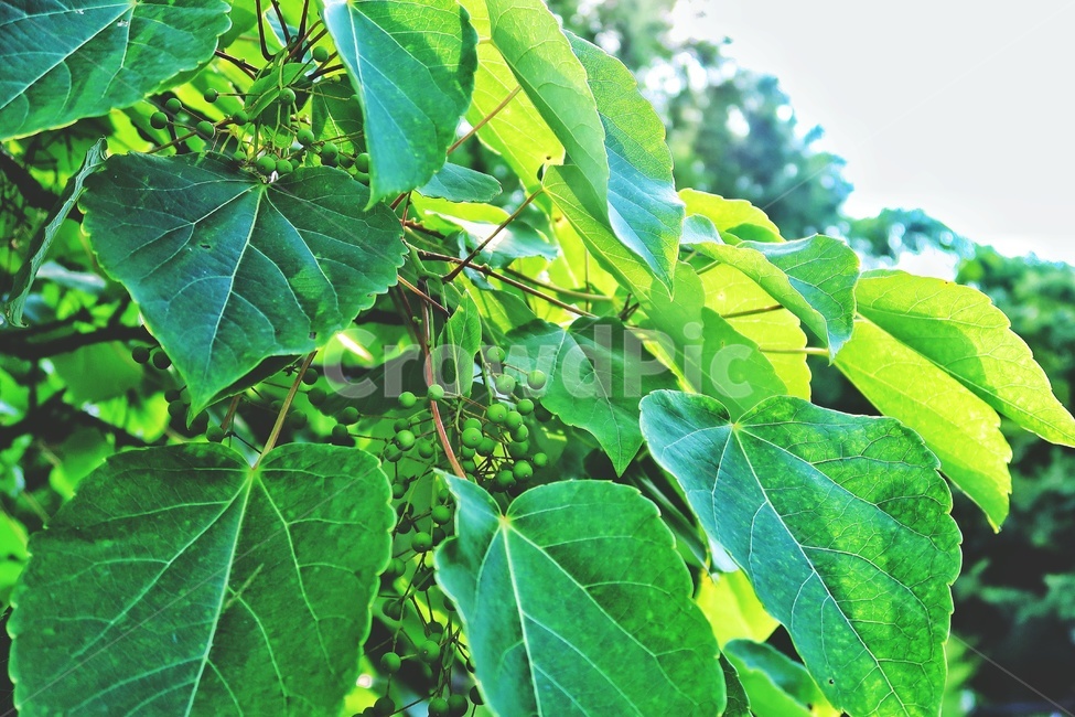 나뭇잎,열매,초록,여름,빛,자연,green,nature,leaf,fruit,summer,light,식물,자연,plants,nature,과일,열매,fruit