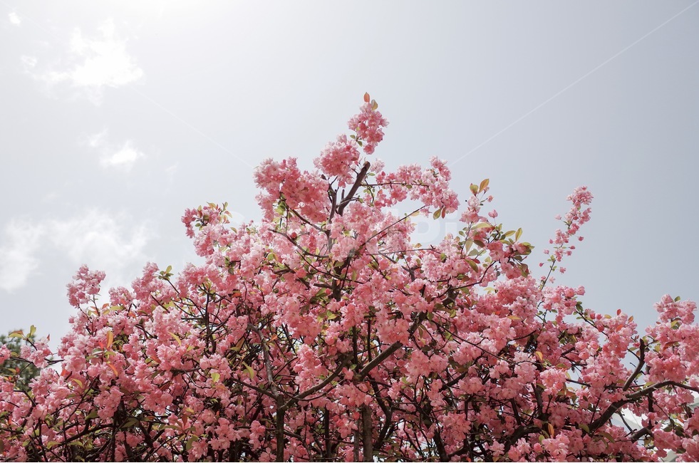 봄,벚꽃,벚꽃나무,사쿠라,spring,cherryblossom,감성사진,봄,계절,spring,season,식물,자연,plants,nature,꽃,flower,나무,trees,wood,감성,sensible,feeling,plant,blossom