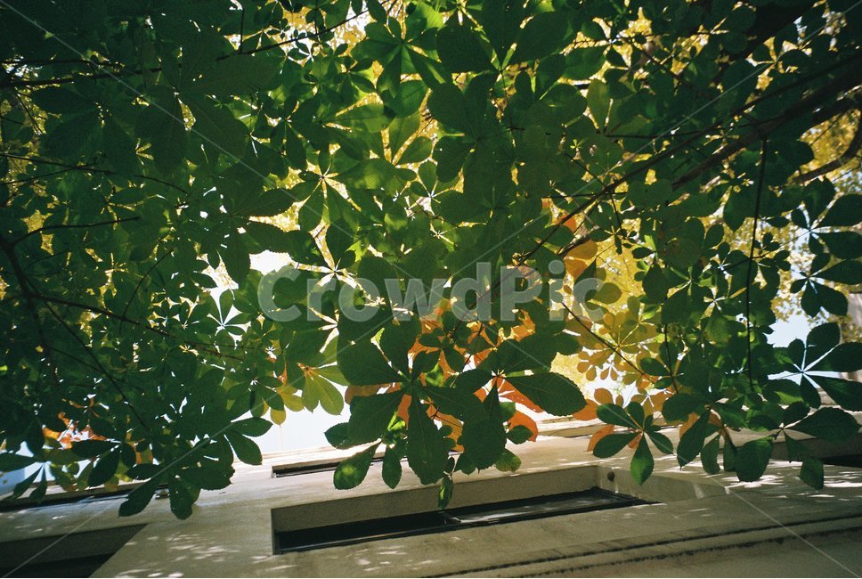 green,plant,식물,leaf,잎,필름사진,film,필름,wood,잎사귀,여름,여름나무