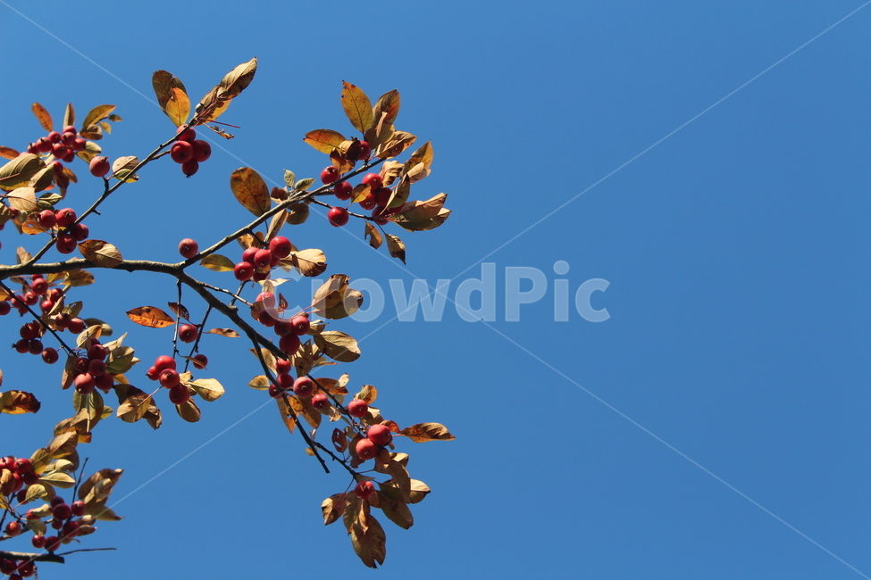 plant,식물,사과나무,과일,fruit,나무,trees,wood,과일,열매,fruit,농업,농사,agriculture,farming,farming industry