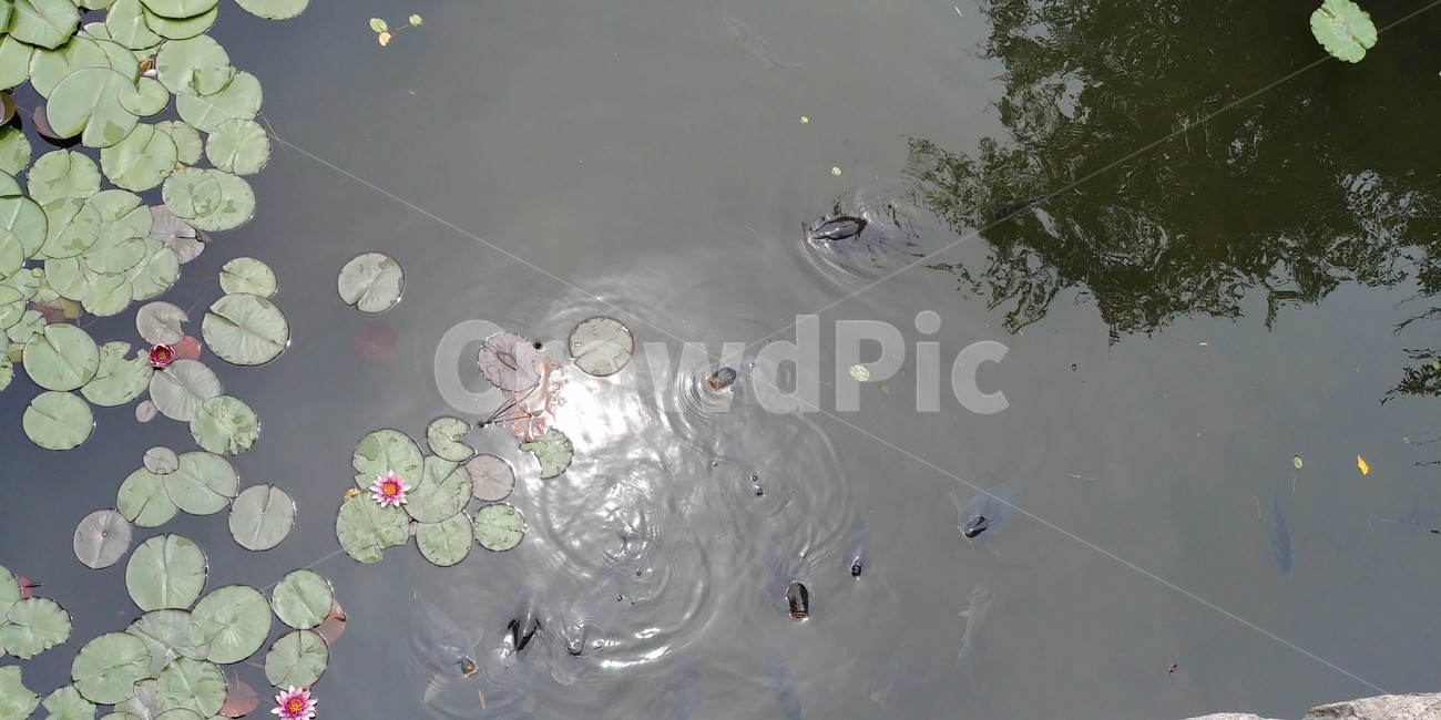 연잎,연꽃,호수,잉어,식물,자연,nature,동물,물고기,fish,flower