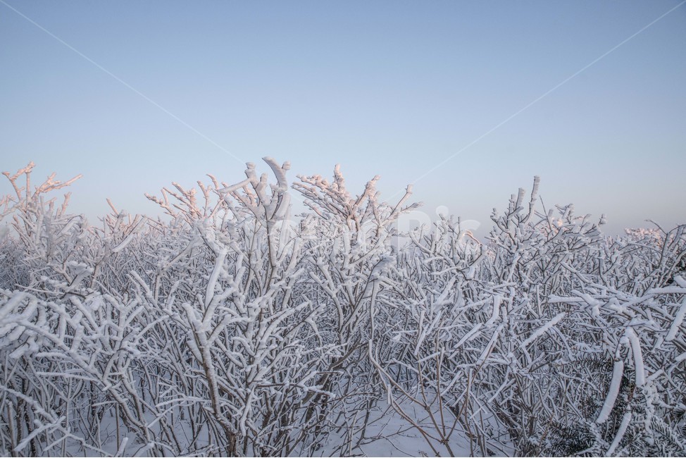 겨울,태백산,상고대,눈꽃,풍경,겨울,계절,winter,season