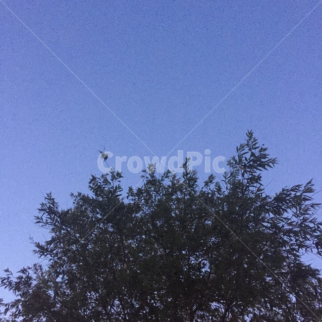 tree,나무,plant,식물,하늘,자연,풍경,nature,landscape