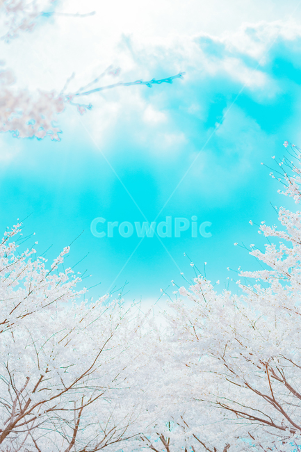 봄꽃,꽃,벚꽃,벛꽃,나무,봄,개화,벚꽃나무,하늘,봄,계절,spring,season,자연,풍경,nature,landscape