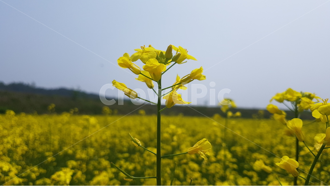 유채꽃,유채꽃밭,꽃밭,노랑,노란색,꽃,식물,자연,하늘,봄,유채,flower,flowers,plant,plants,nature,sky,spring,yellow,봄,계절,spring,season,식물,자연,plants,nature,꽃,flower,field,들,grassland,목초지,outdoors,옥외