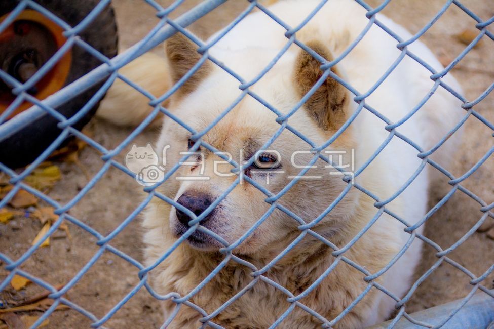 철망,철창살,철사,철장,철조망,동물,animal,개,dog