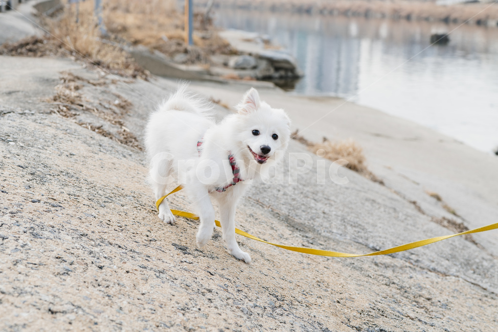 강아지,산책,공원,스피츠,동물,개,흰색,멍멍이,목줄,가슴줄,리드줄,반려동물,애완동물,행복한,앞모습,웃는,즐거운,천,강,돌,바닥,냇가,동물,animal,포유류,mammal,개,강아지,dog,doggy