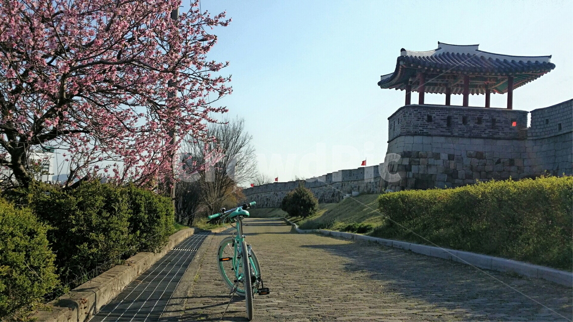 bicycle,bike,자전거,수원,화성,꽃,봄,나무,하늘,자연,공원,야외,벚꽃,수원화성,유네스코,세계유산,문화재