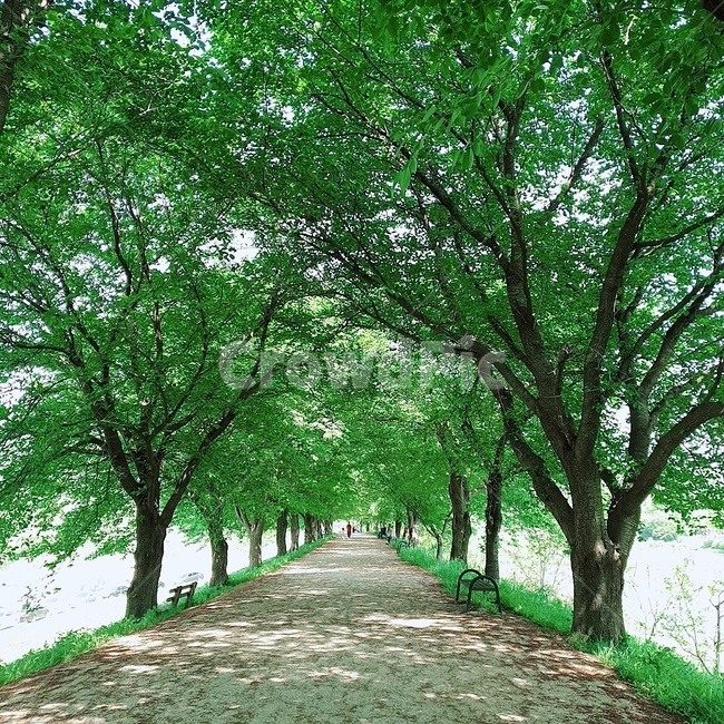 나무,길,숲,하회마을,여름,배경,풍경,자연,벤치,초록,green,nature,tree,road,forest