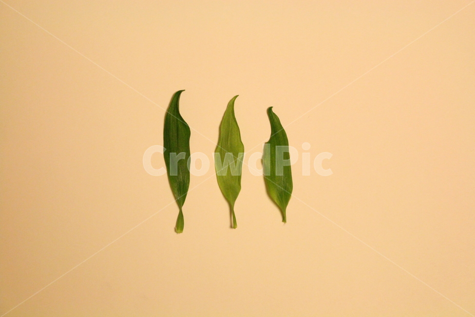 나뭇잎,leaf,자연,나무,초록,식물,자연,plants,nature