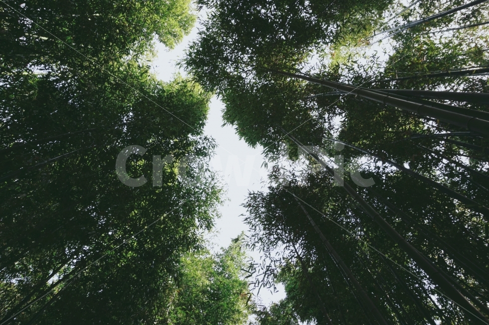 대나무,여름,울산,대나무숲,바람,Bamboo,Summer,Ulsan,Wind,자연,풍경,nature,landscape,여름,계절,summer,season,plant,식물