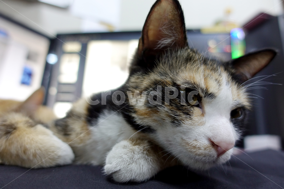 고양이,길고양이,길냥이,동물,코리안숏헤어,동물,animal,포유류,mammal,고양이,cat,kitten,kitty
