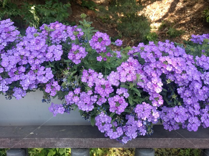 무늬꽃다지,꽃,보라색,whitlowgrass,flower