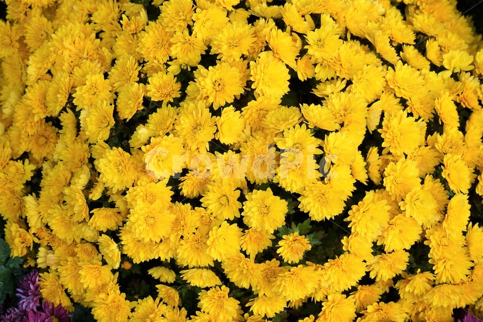 가을,국화,노랑,우아,chrysanthemum,autumn,elegance,fall,yellow,flower,season,smell,bloom,우아함,계절,꽃,floral,nobility,고귀함,향기,가을대표,가을꽃,식물,노랑꽃,꽃봉오리,국화꽃,plant,식물,자연,plants,nature,꽃,flower