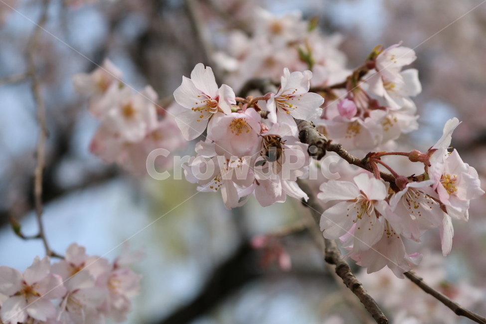 plant,식물,flower,꽃,꽃잎,blossom