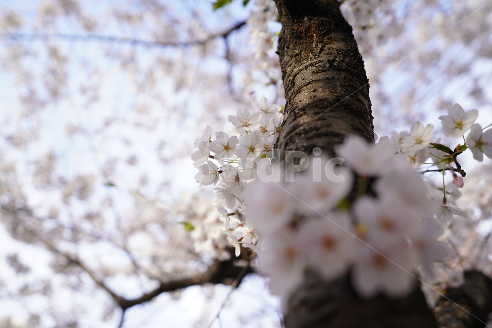꽃,벚꽃,봄,계절,플라워,화이트,흰색,하얀색,생물,감성,느낌,식물,flower,spring,white,봄,계절,spring,season,식물,자연,plants,nature,꽃,flower,plant,cherry blossom,blossom
