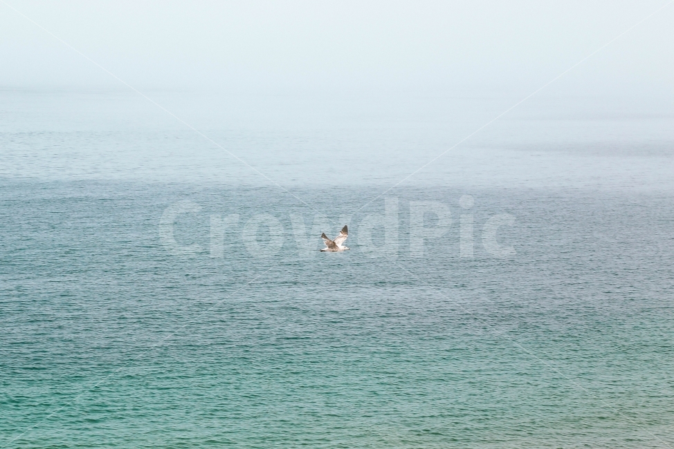 자연,풍경,바다,갈매기,감성,동물,동물,animal,자연,풍경,nature,landscape,조류,새,birds,adventure,모험,leisure activities,레저 활동