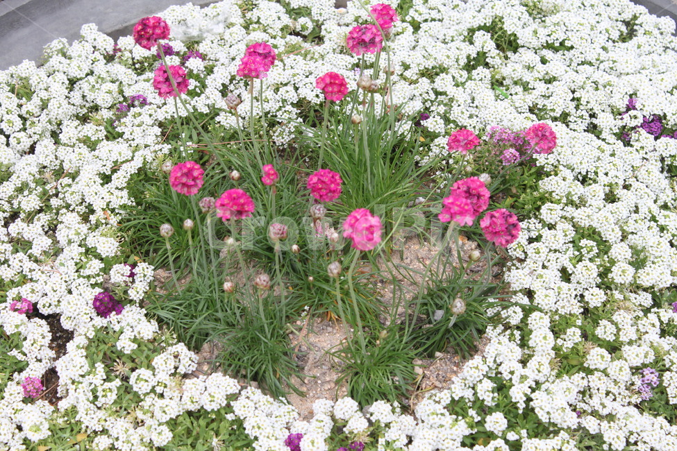 꽃,식물,자연,일상,작은꽃,plants,nature,flower,식물,자연,plants,nature,꽃,flower