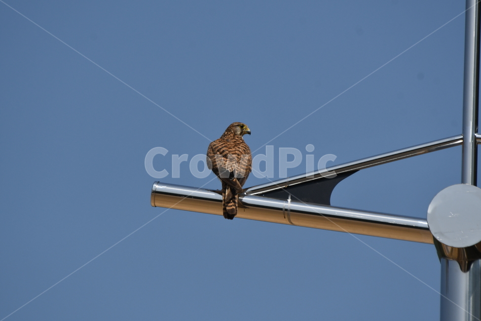 eagle,accipiter,bird,animal,매사냥,새,황조롱이,전봇대,앉은모습,맹금류,독수리,천연기념물,동물,animal,조류,새,birds