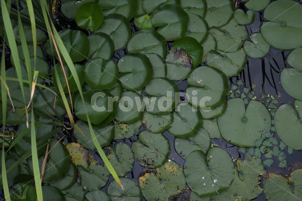 연꽃,개구리풀,개구리밥,습지,생태공원,식물,자연,plants,nature