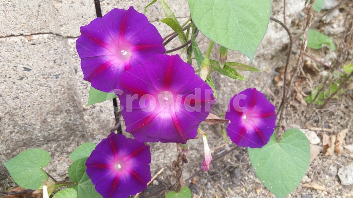 꽃,식물,나팔꽃,보라색식물,보라색꽃,flower,자연,정원,들꽃,보라색,꽃잎