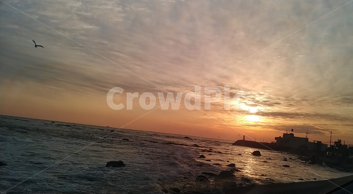 새해,소원,해,바닷가,노을,자연,nature,outdoors,옥외,sunlight,햇빛,자연,풍경,nature,landscape,animal,동물,bird,새