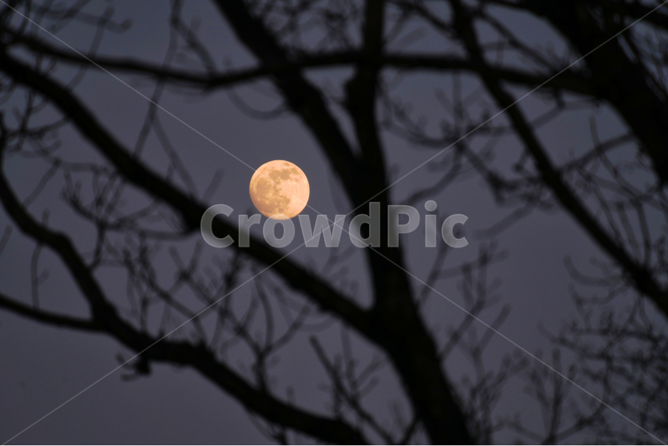 달,보름달,나뭇가지,자연,풍경,nature,outdoors,옥외,night,밤,outerspace,moon,야경,밤,풍경,nightscape,night,landscape