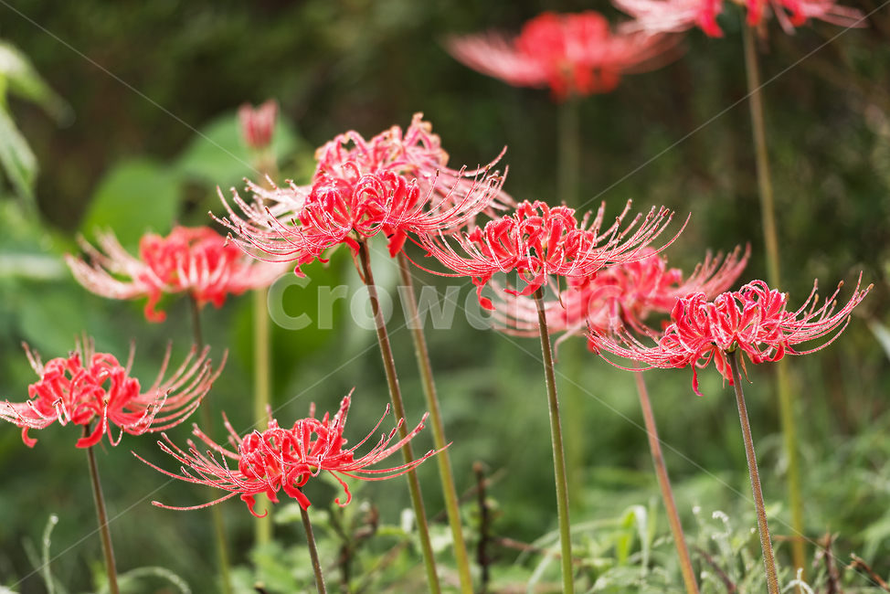 아침이슬,꽃,상사화,꽃무릇,불갑사,식물,자연,plants,nature,꽃,flower