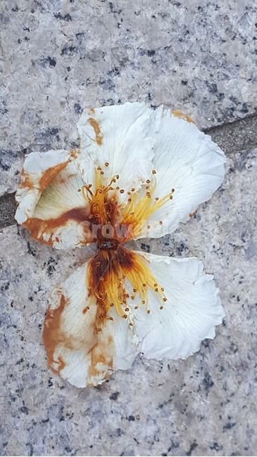 꽃잎,꽃,나비,리본,낙엽,flower,식물,butterfly