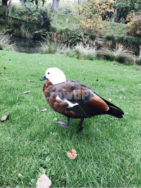 오리,공원,자연,동물,외국,동물,animal,조류,새,birds