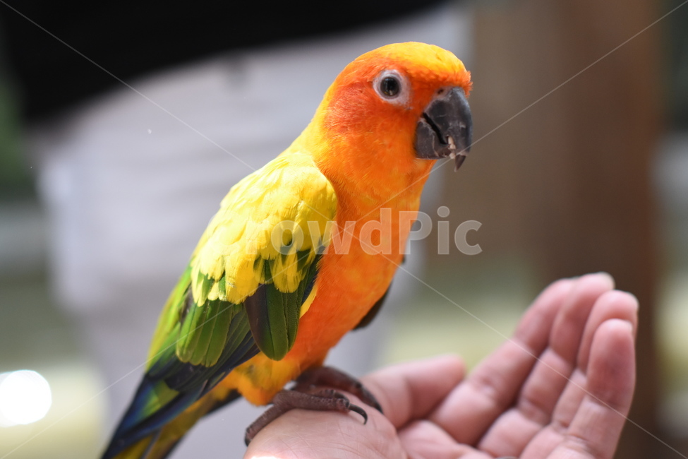 앵무새,조류,동물원,새,동물,예쁜새,동물,animal,조류,새,birds