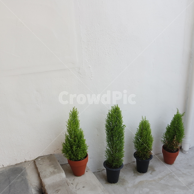 화분,식물,율마,골드크레스트윌마,윌마,실내용화초,화분,화초,house plant
