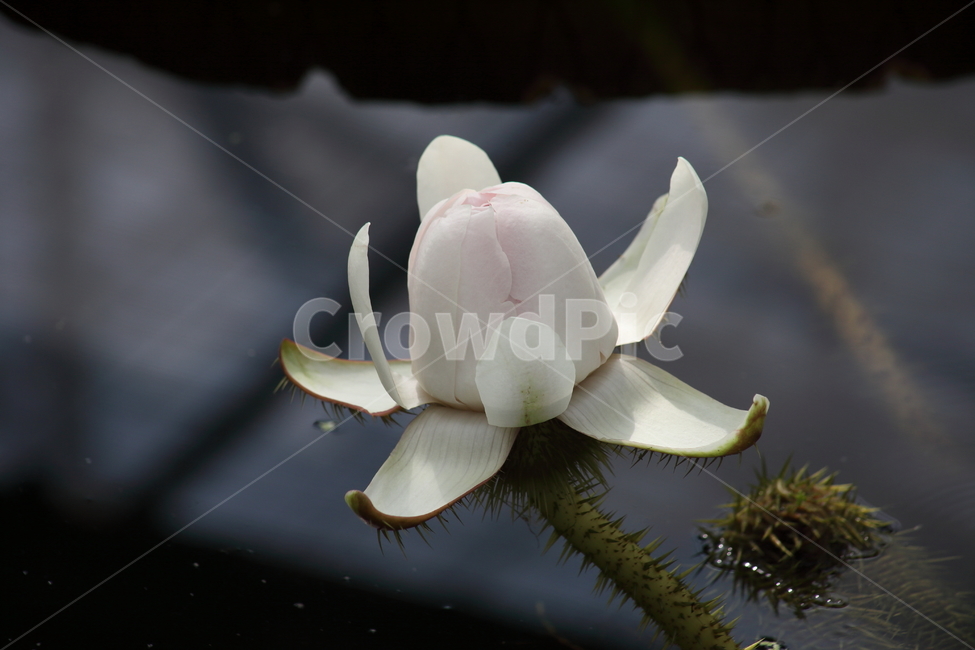 식물,flower,꽃,빅토리아연,수련