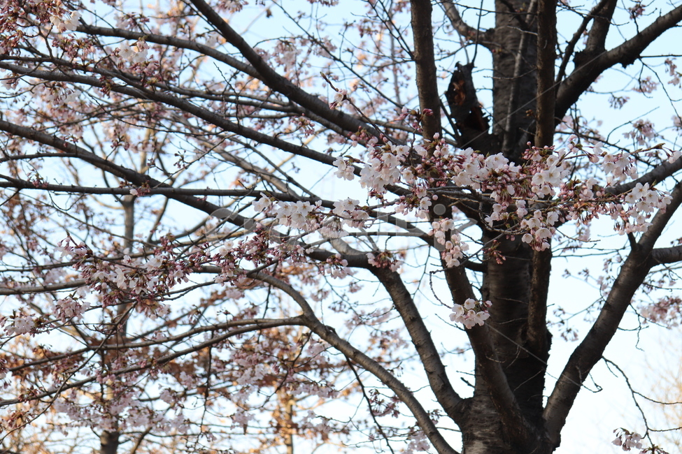 plant,식물,봄,spring,cherryblossom,벚꽃
