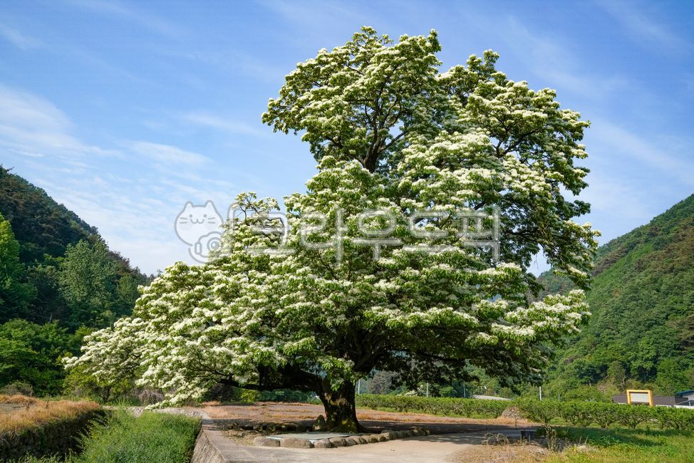 sky,Rural,blue sky,white flower,pop tree,countryside,tree,Old giant tree,flower,spring,spring flowers,mountain,White,field,Ipop tree flower,mountain village,old tree,flat,plant,season,Sanggeom Village