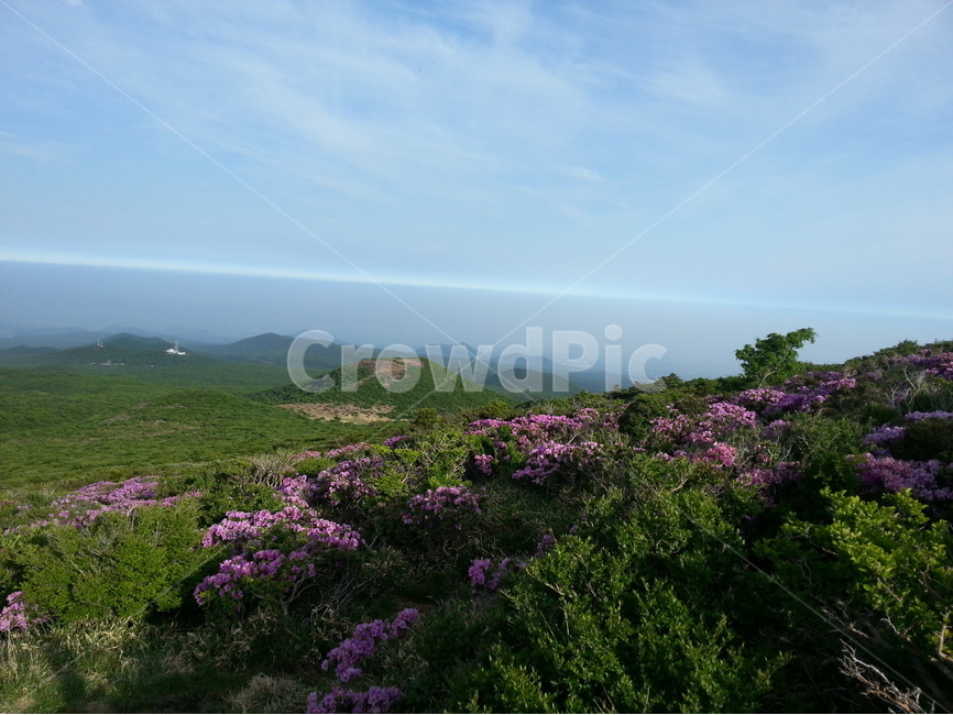 제주도,한라산,영실코스,진달래,오름,봄,계절,spring,season,자연,풍경,nature,landscape,한국자연풍경,한국자연경관,korea nature landscape,제주도,jeju,jeju island,outdoors,옥외