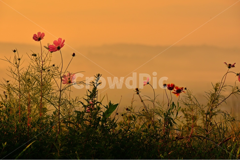 전남,함평,밀재,밀재일출,여명,아침,해돋이,sky,하늘,dawn,새벽,redsky,붉은하늘,fog,안개,plant,식물,nature,자연,outdoors,옥외,scenery,풍경,landscape,경치,mountain,산,코스모스,꽃